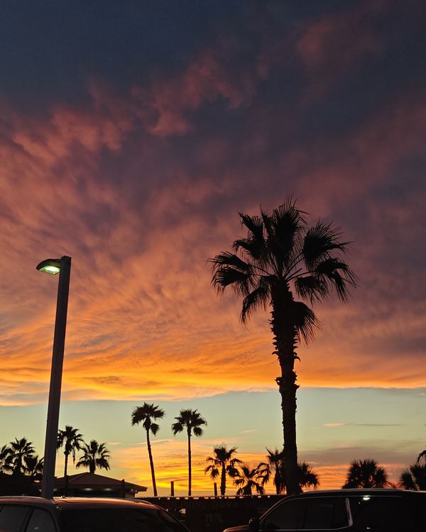 Palm trees silhouetted against a blazing orange and pink sunset sky